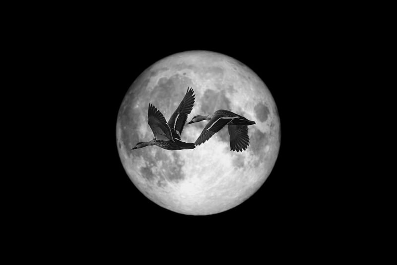 Moonlit Tuxedos